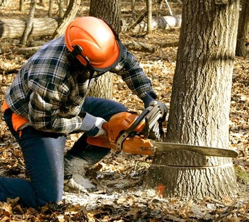 Tree Removal in Fredonia, TX